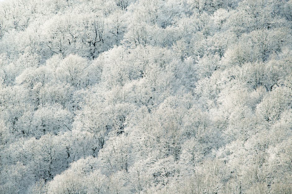 Baumbestand in Wohngebieten - Höhe der Bäume