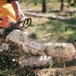 NRW-Bestimmungen zum Schneiden von Bäumen