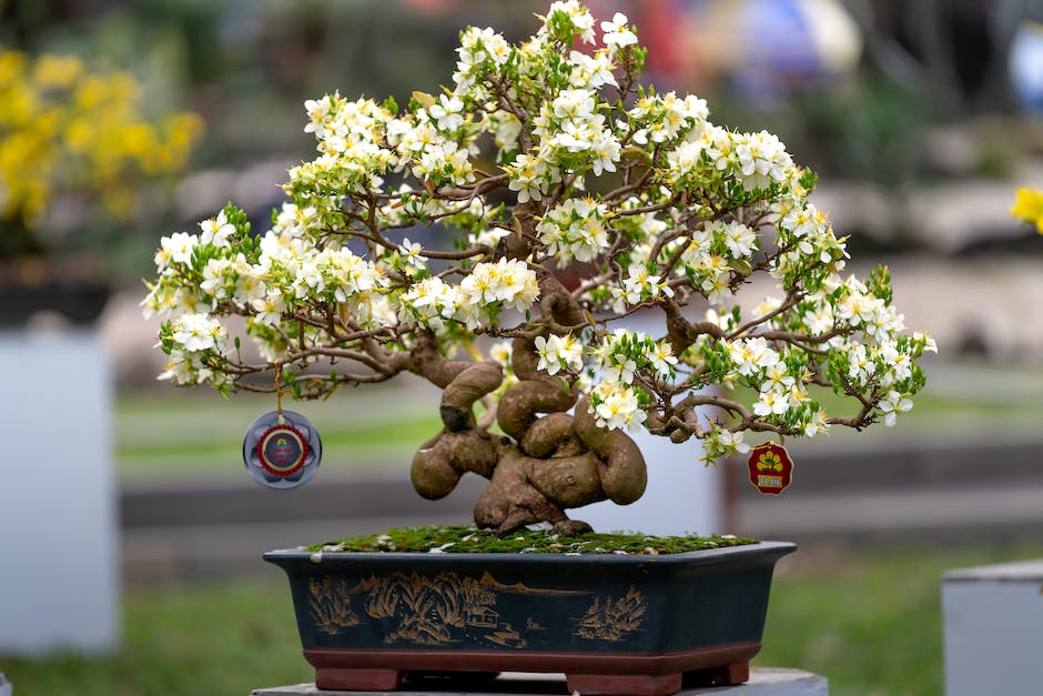 Lebensdauer eines Bonsai Baums