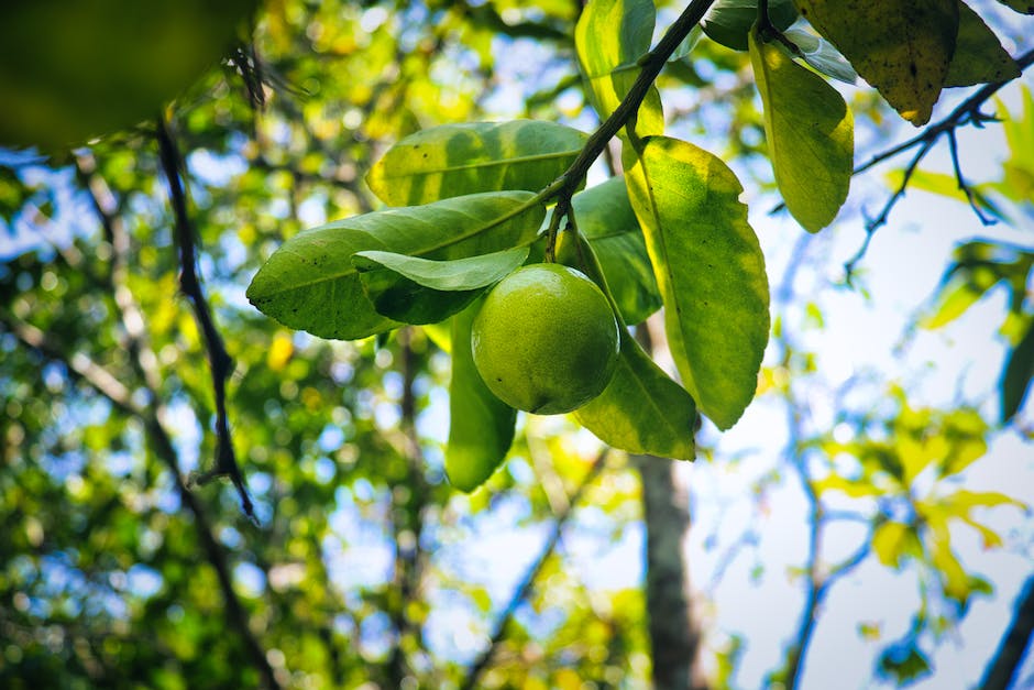Länge der Aufbewahrung von Zitronen an Bäumen
