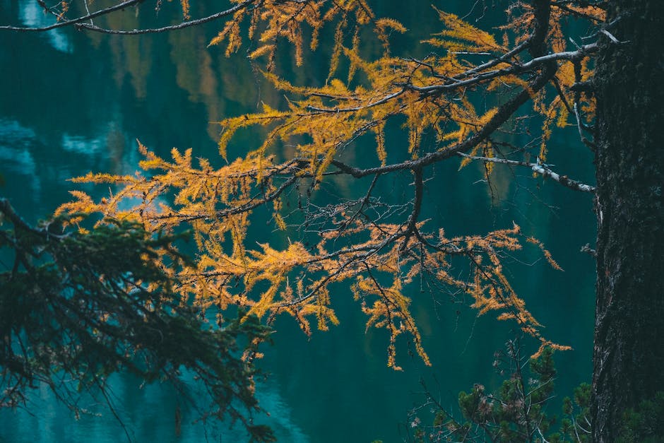  Anzahl Blätter auf einem Baum