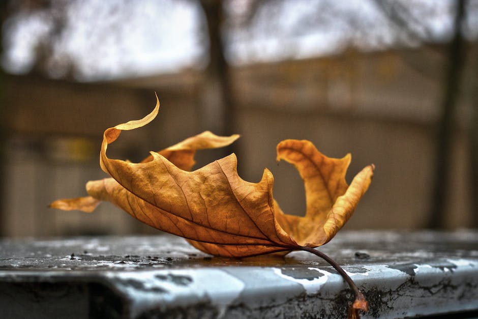 Herbstlaub: Warum Bäume Blätter verlieren