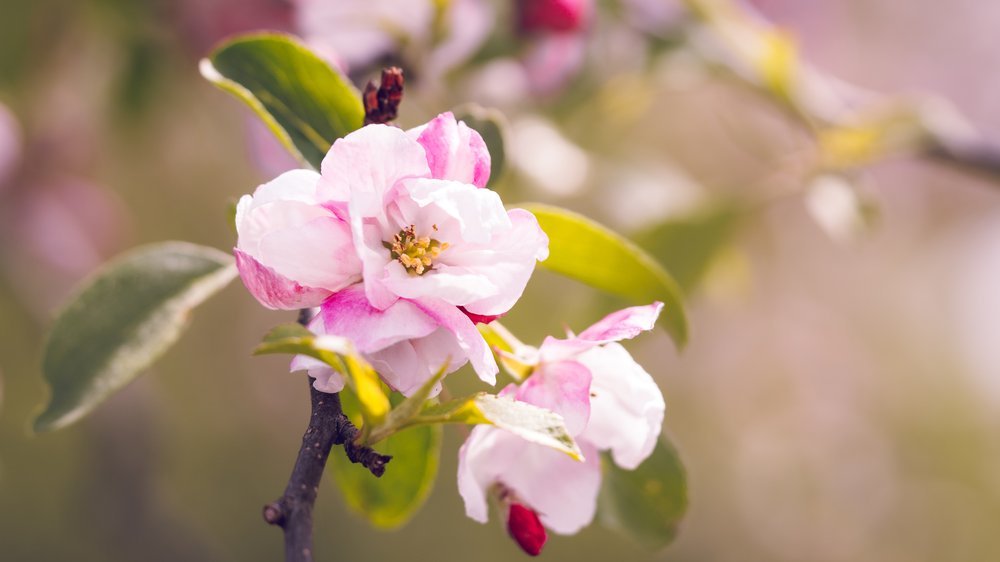 bäume blüten