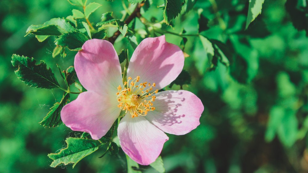 bäume blüten