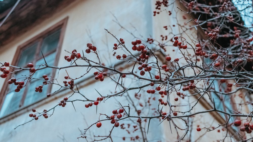 bäume mit stacheln