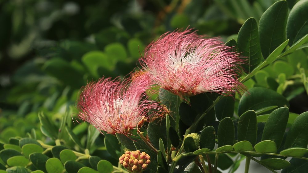 baum anbinden mit 2 pfählen