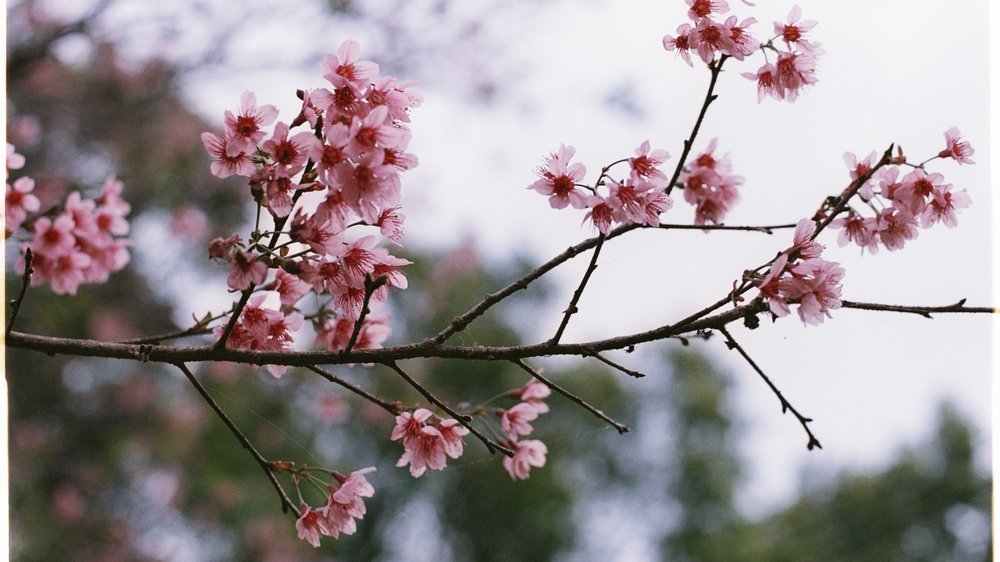 baum blüte