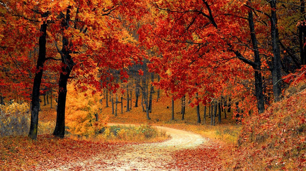 baum im herbst