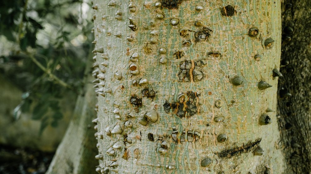 baum mit stacheln