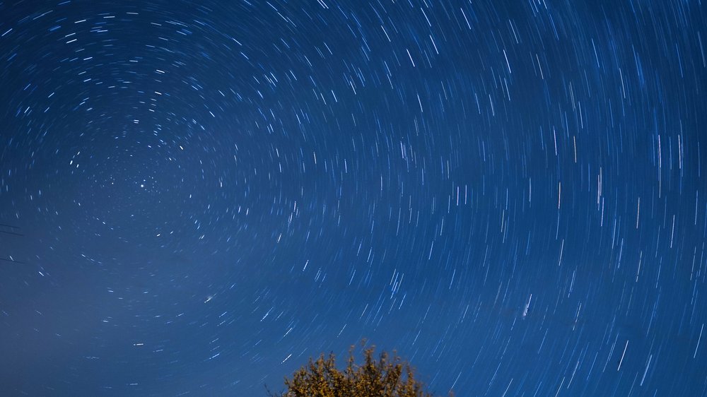 baum und strauchschnitt