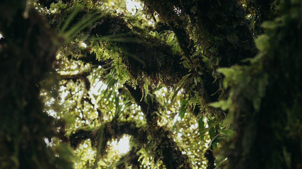 baum vorlage kostenlos