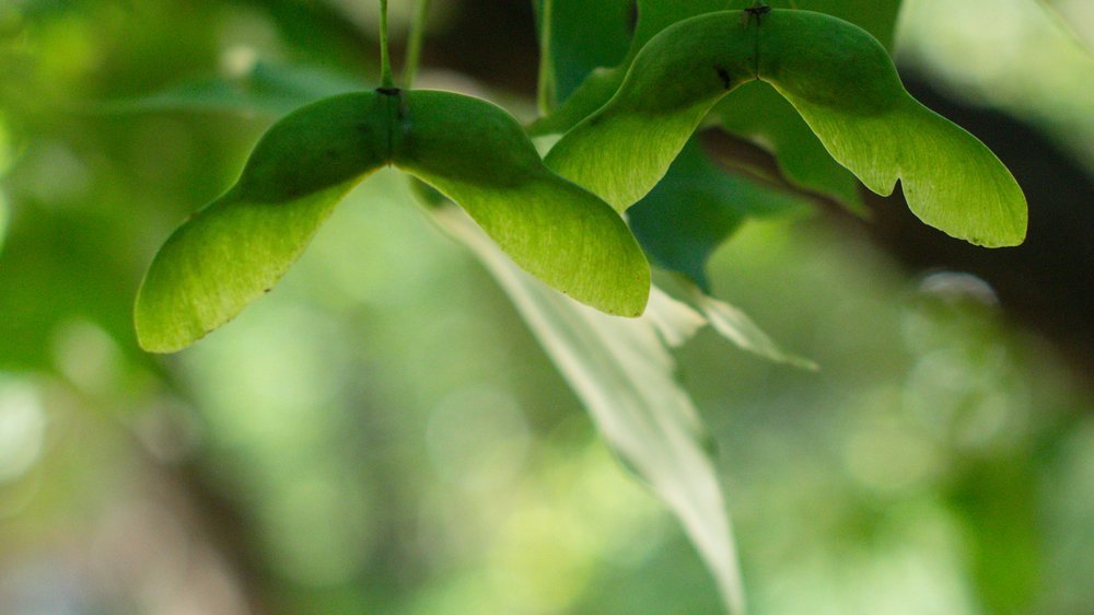 baum zeichnen ohne blätter