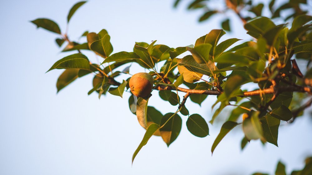 birnen baum