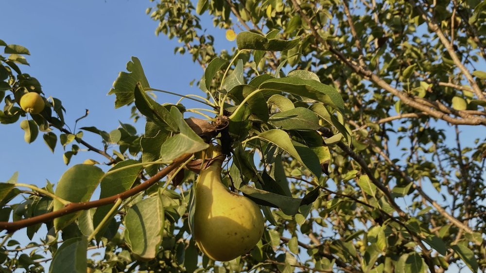 birnen baum