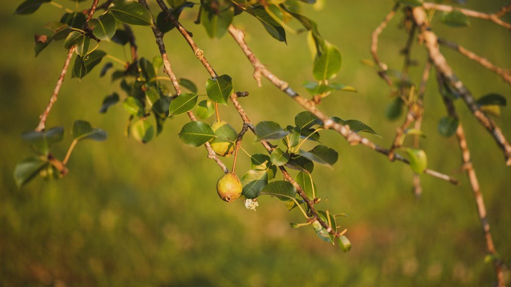 birnen baum