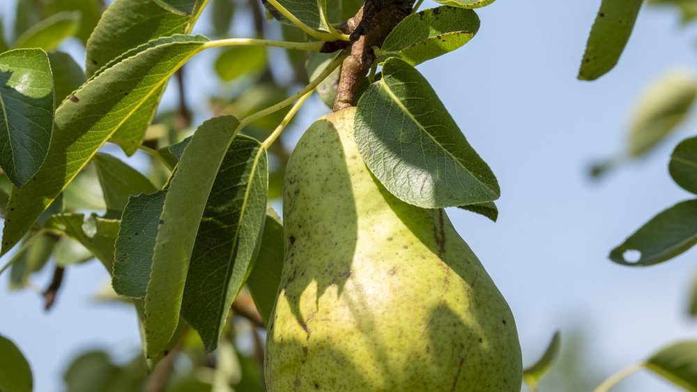 birnen baum