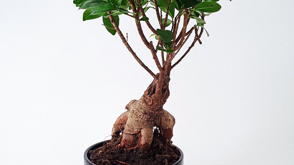 bonsai baum groß