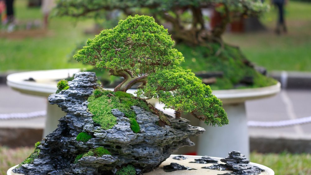 bonsai baum schneiden