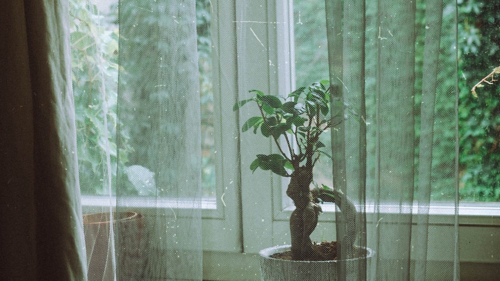 bonsai baum verliert blätter