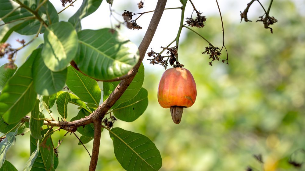 cashew bäume