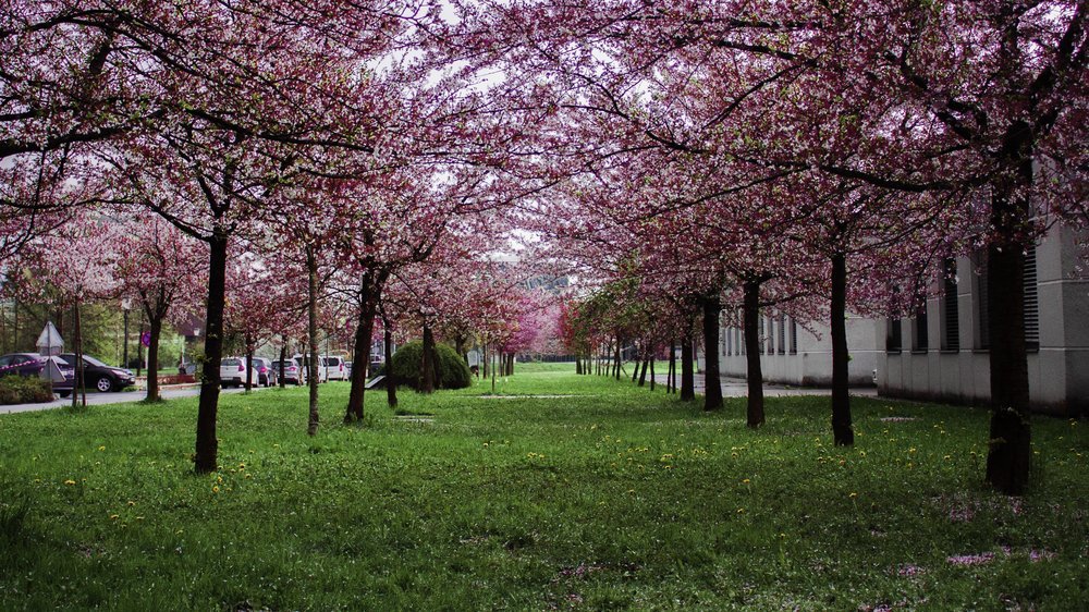 frühling bäume