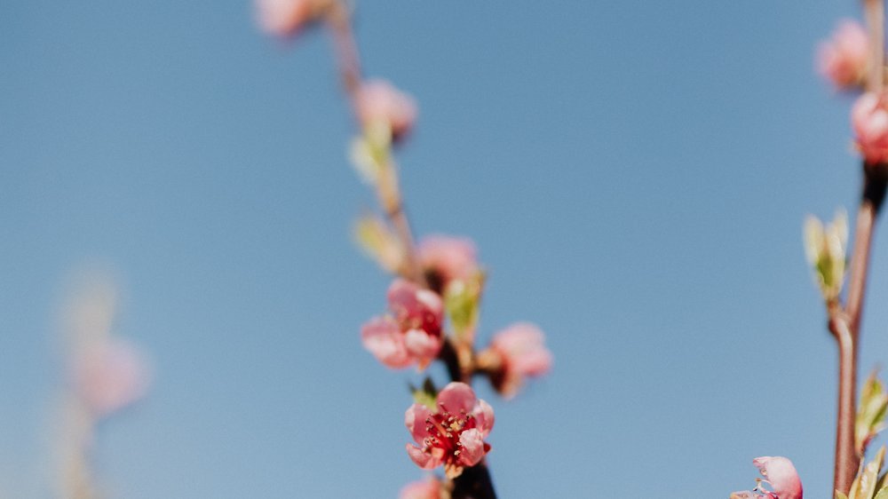 frühling baum