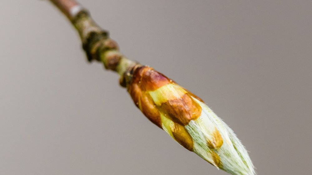 frühling baum