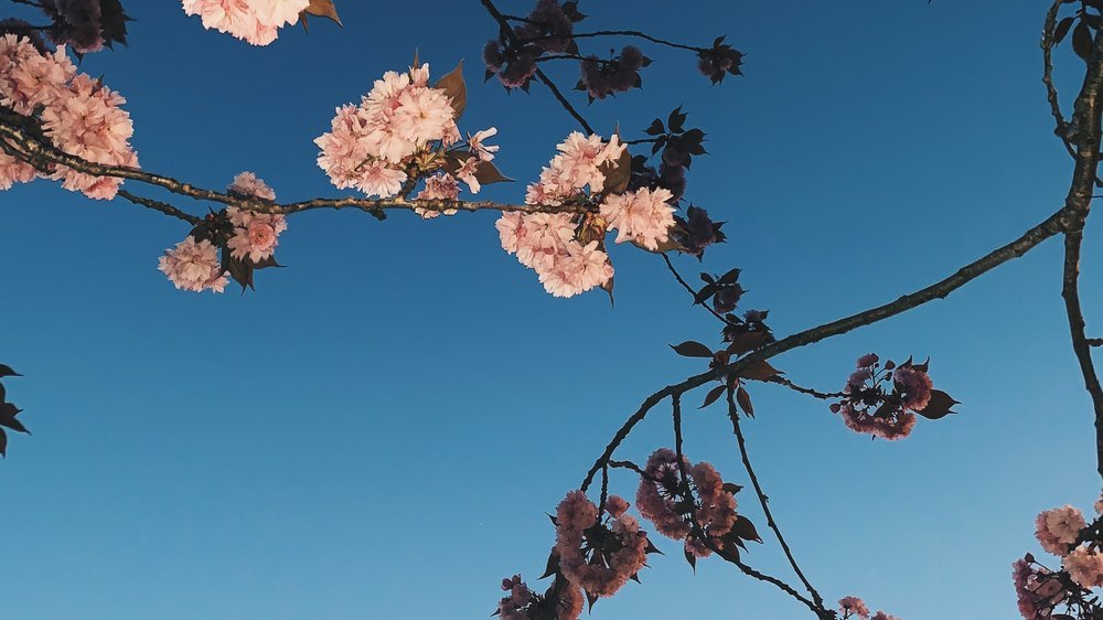 frühling baum