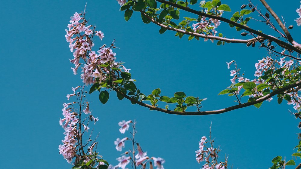 frühling baum