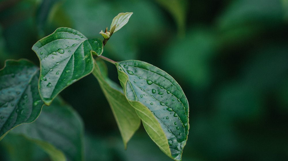 gartengestaltung unter bäumen