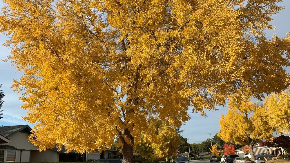 ginkgo baum hochstamm