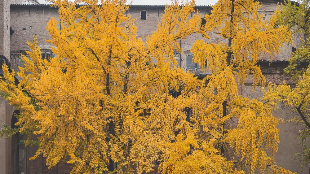 ginkgo baum hochstamm