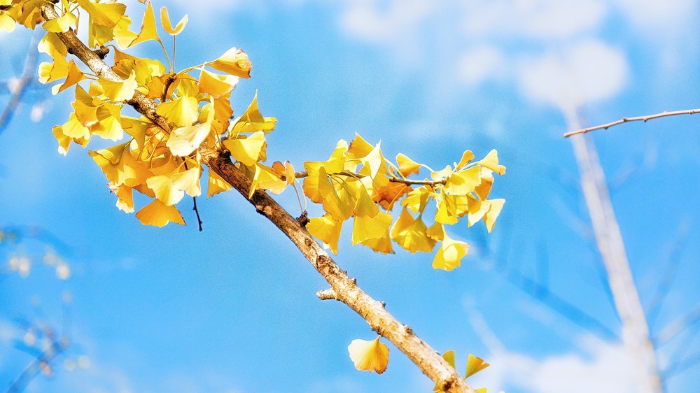 ginkgo baum hochstamm