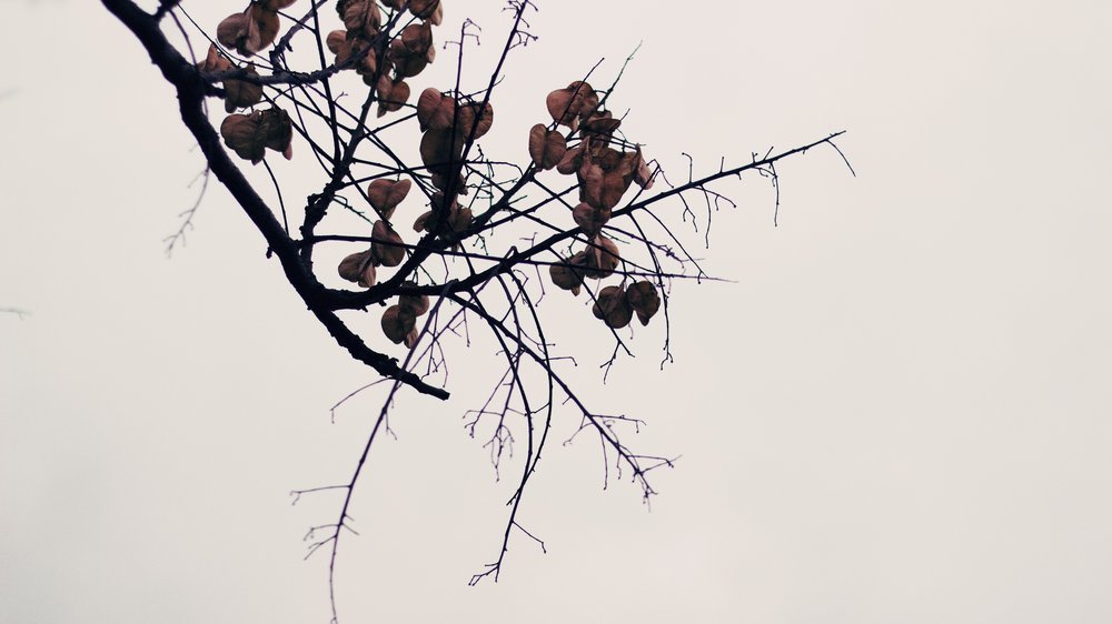 herbst baum basteln