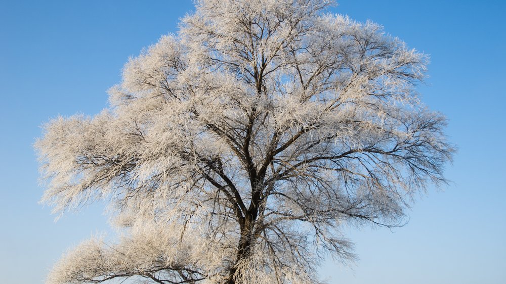 hinter eines baumes rinde