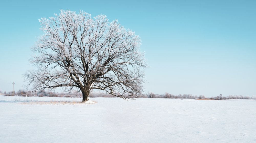 hinter eines baumes rinde