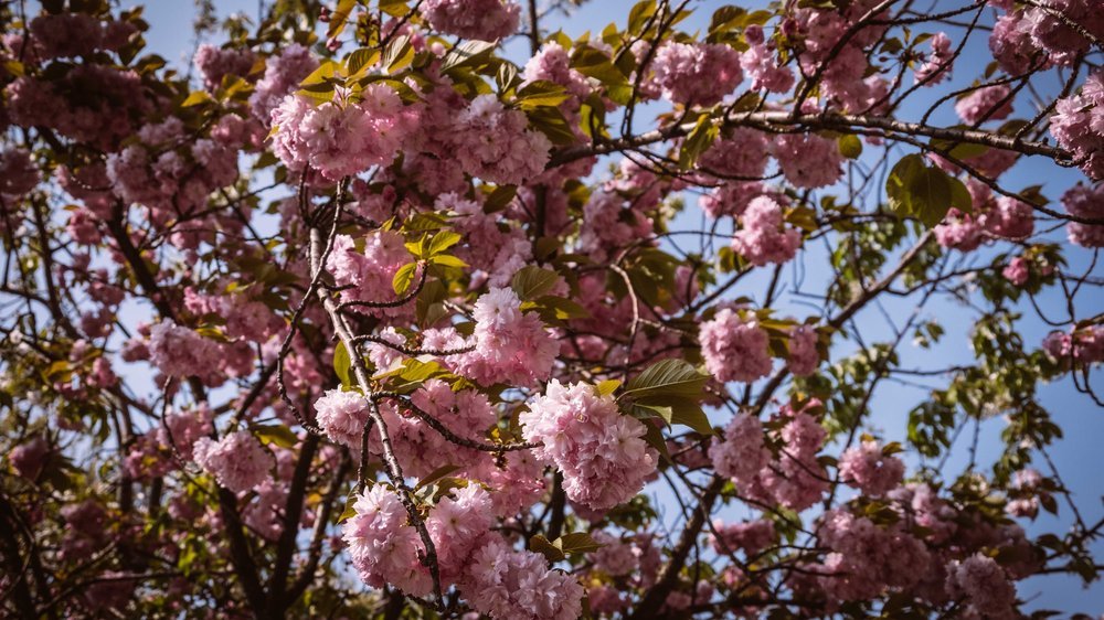 japanische kirschblüte baum