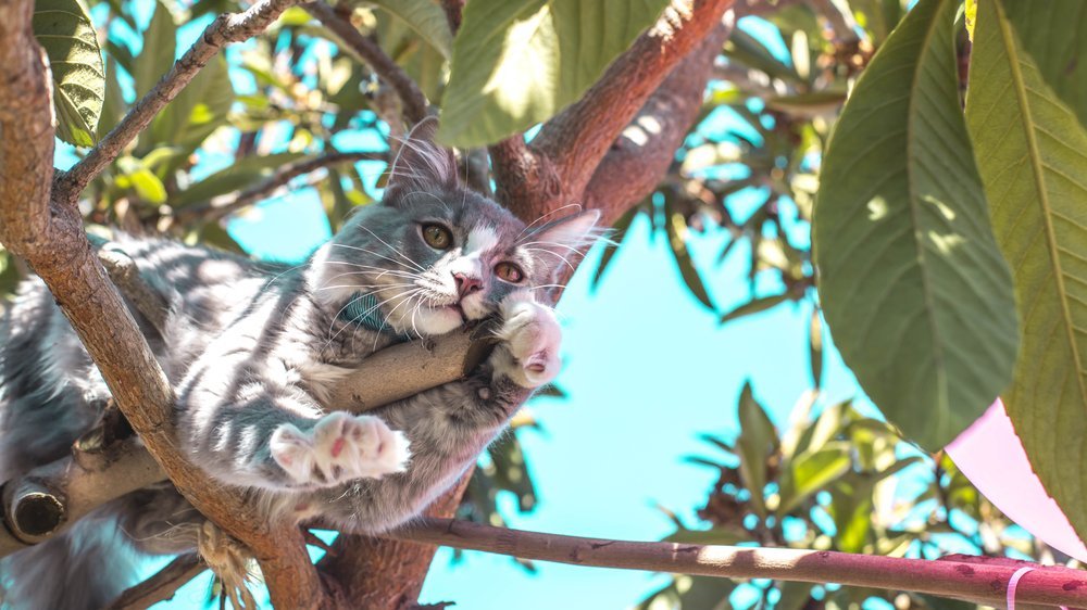 katzen auf baum