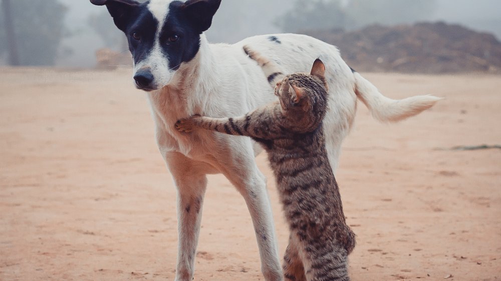 katzen auf baum