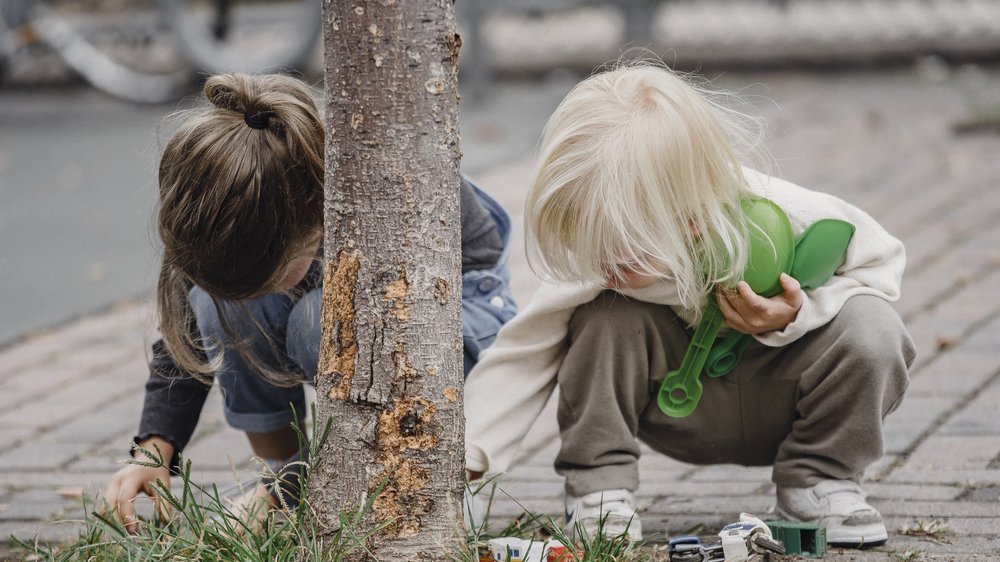 Kleine Bäume bis 3m Winterhart Perfekte Auswahl für Ihren Garten