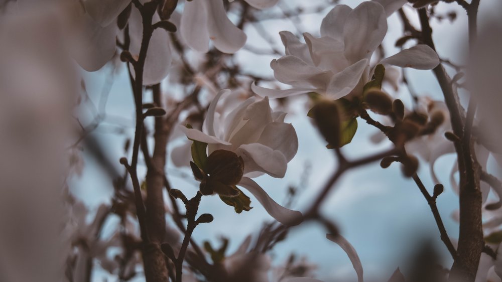 magnolie baum kaufen