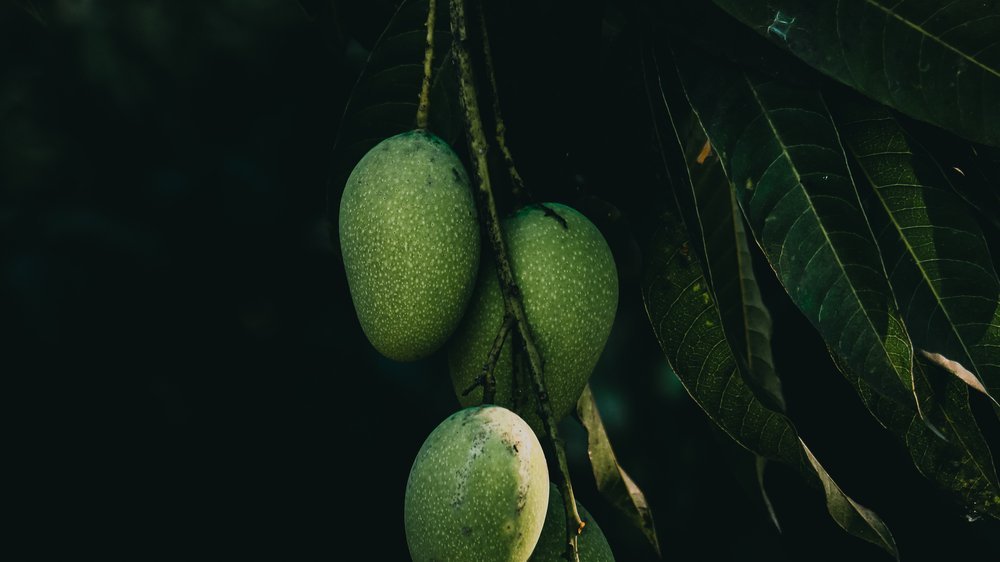 mango bäume