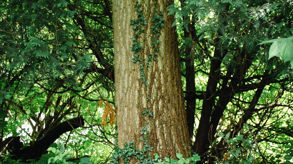 ölweide baum