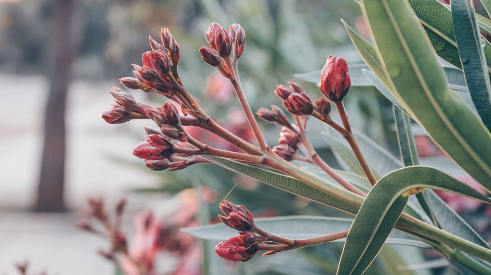 oleander baum