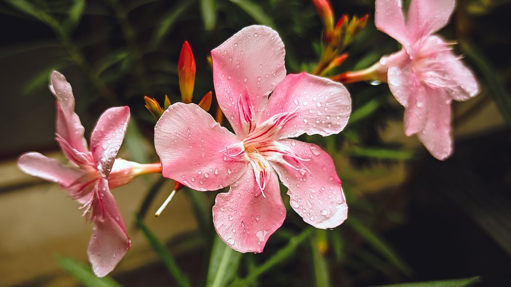 oleander baum