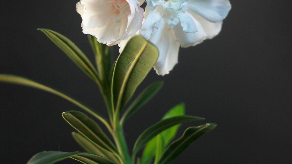 oleander baum