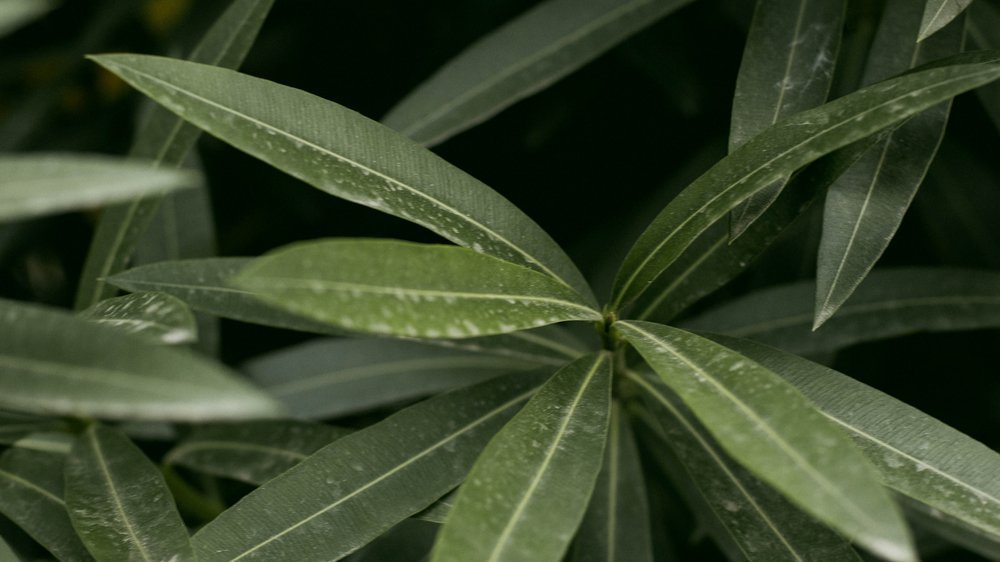 oleander baum