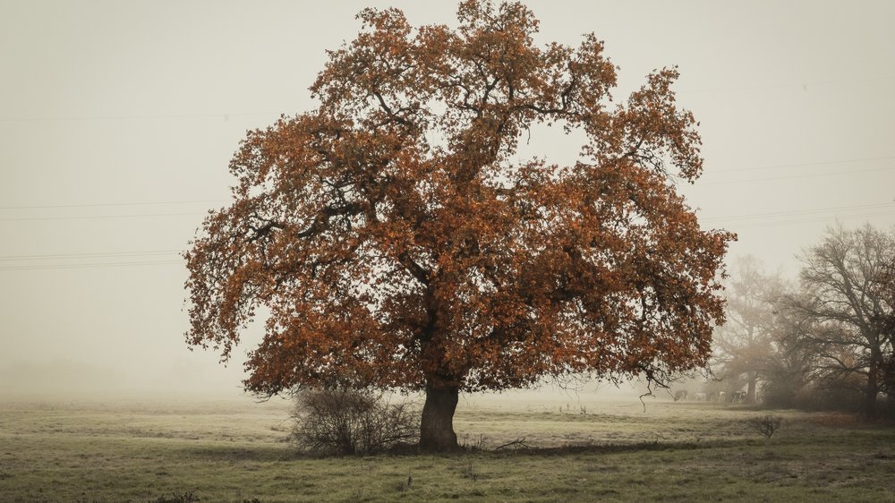 pflaumen baum