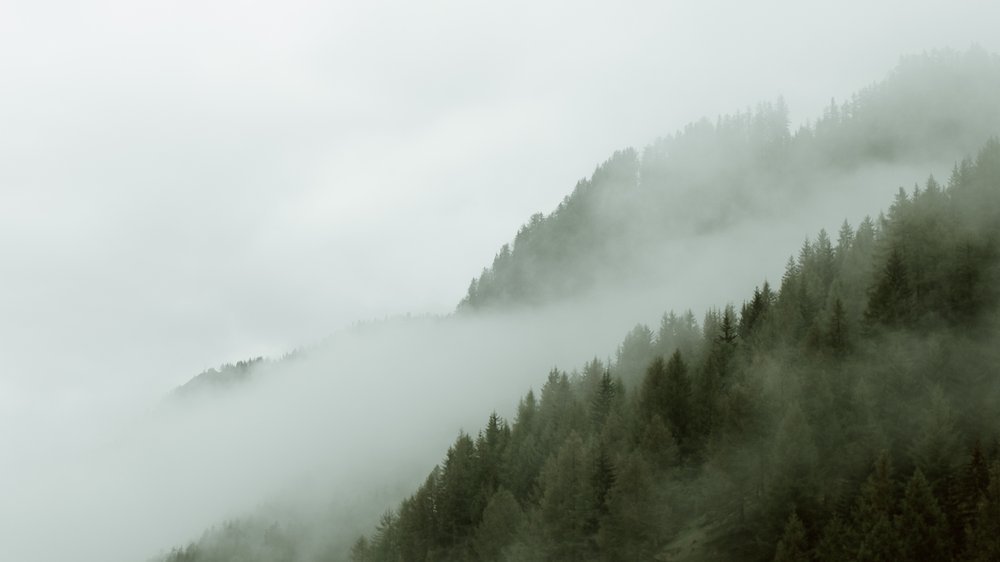 schirm baum immergrün