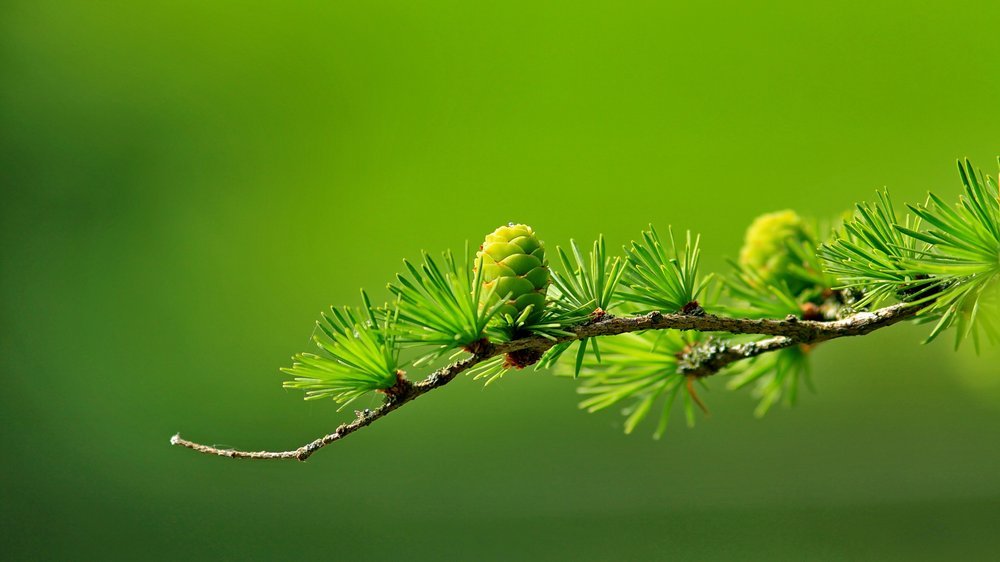 schirm baum immergrün